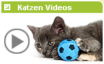 katzenvideos