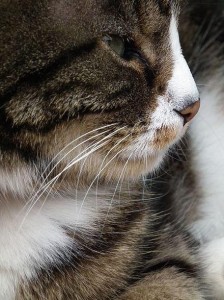 Tipps für die Katze in der Winterzeit