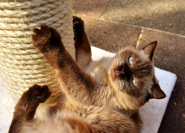 Warum Katzen kratzen