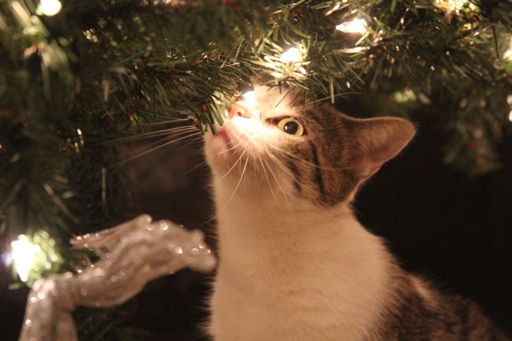 Katze unterm Weihnachtsbaum