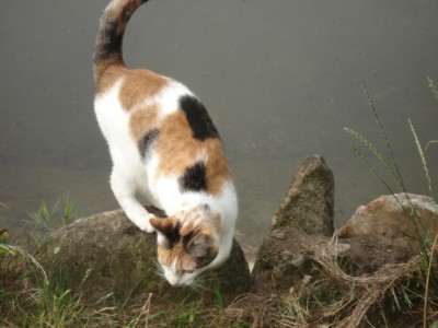 ... irgendwann fällt sie in den Teich rein...