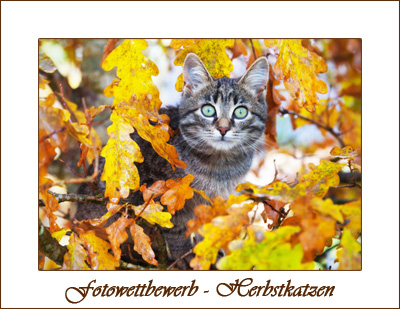 herbstkatzen_02.jpg