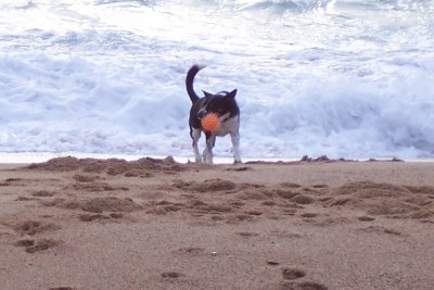 Leo am Strand von Santa Susanna (Spanien)