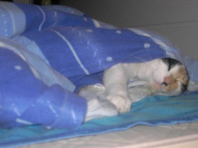 Hier ein Bild von Soraya, wie sie es sich IN meiner Decke Bequem macht (ich glaub ich hatte es auch schonmal gepostet...?)