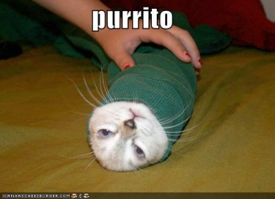 funny-pictures-cat-shirt-sleeve-burrito.jpg