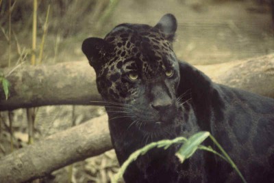 RN_Animal_Black_Panther_1.jpg