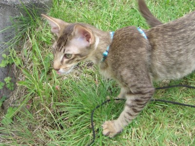 Salou Chocolate tabby spotted (4monate alt)