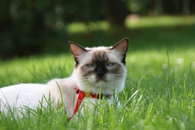 Ragdoll seal-mitted mit 1 Jahr