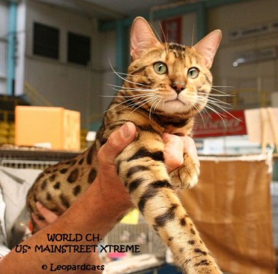 Xtreme black-spotted-tabby