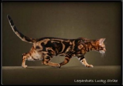 Lucky Strike ist eine black-marbled-tabby