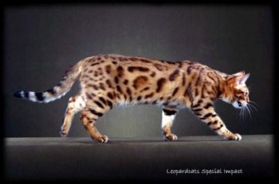 Special Impact eine black-spotted-tabby