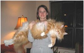 eine wirklich große Katze - Bild im Net gefunden