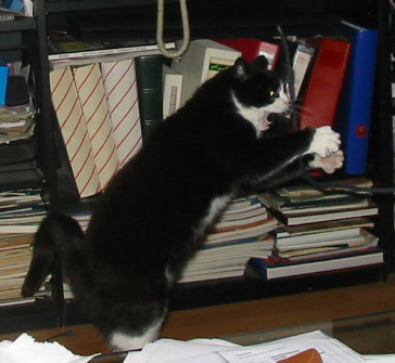 Die Katze kombiniert Capoeira ...