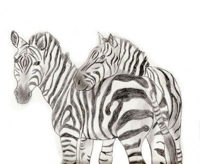 zwei Zebras beim Kuscheln