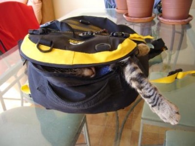 rucksack-katze 3 comp..JPG