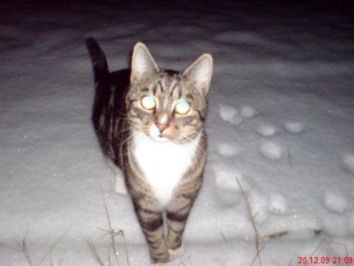 Gilbert im Schnee1.jpg