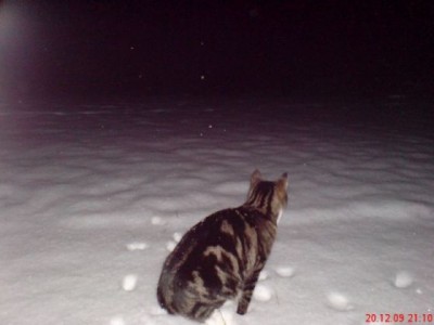 Gilbert im Schnee2.jpg