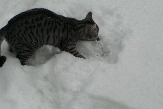 Zimbi findet den Schnee toll