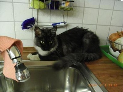 Katzen 1.3.2010 017.JPG