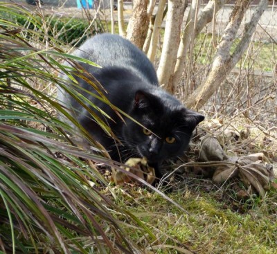 ...ein Panther liegt auf der Lauer...