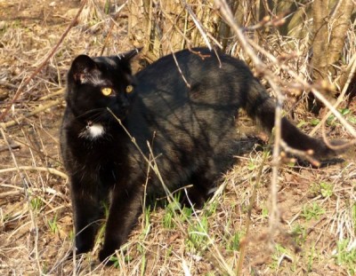 Ist der Mini-Panther in Gefahr?