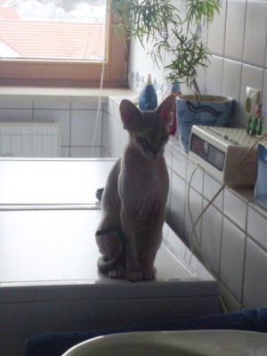 katzen2010005.jpg