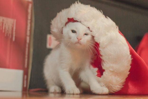 Weihnachtliche Katzenspielchen